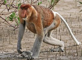 Photo: Proboscis monkey