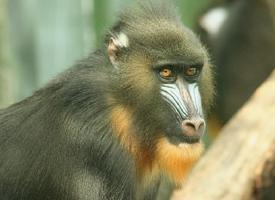 Photo: Mandrill