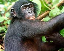 Photo: Bonobo