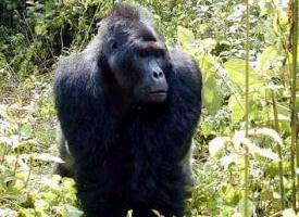 Photo: Eastern gorilla