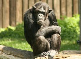 Photo: Chimpanzee