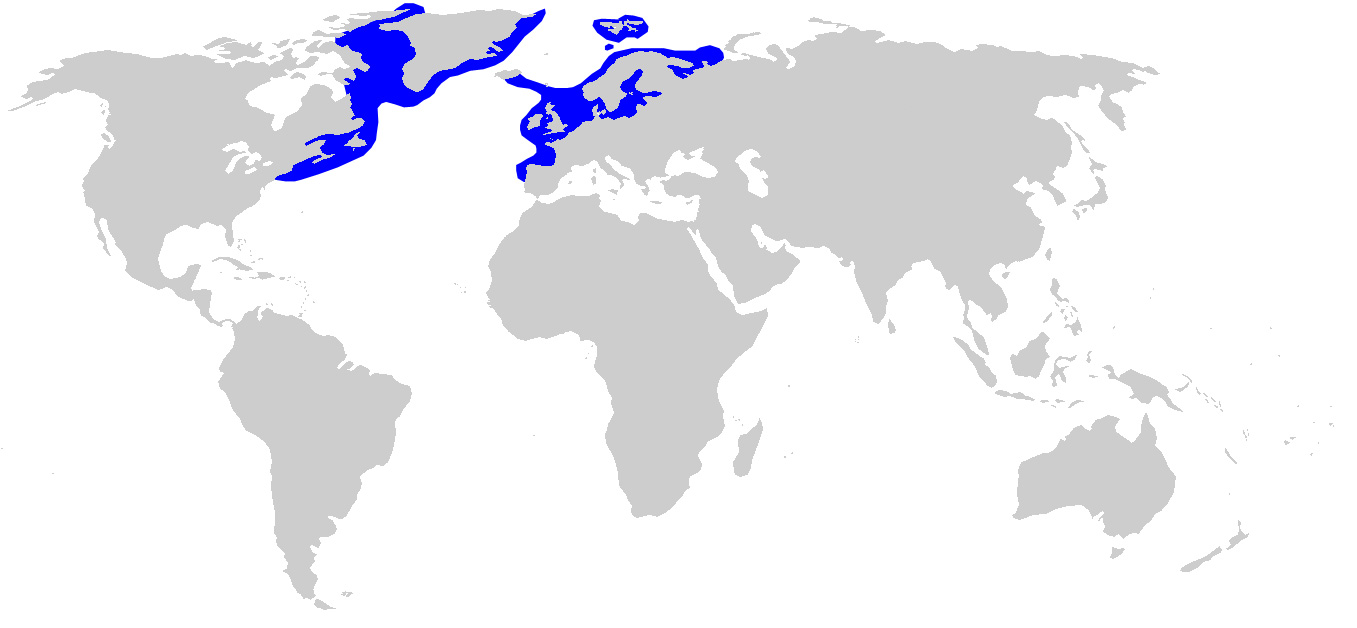 Photo: Greenland shark - occurrence