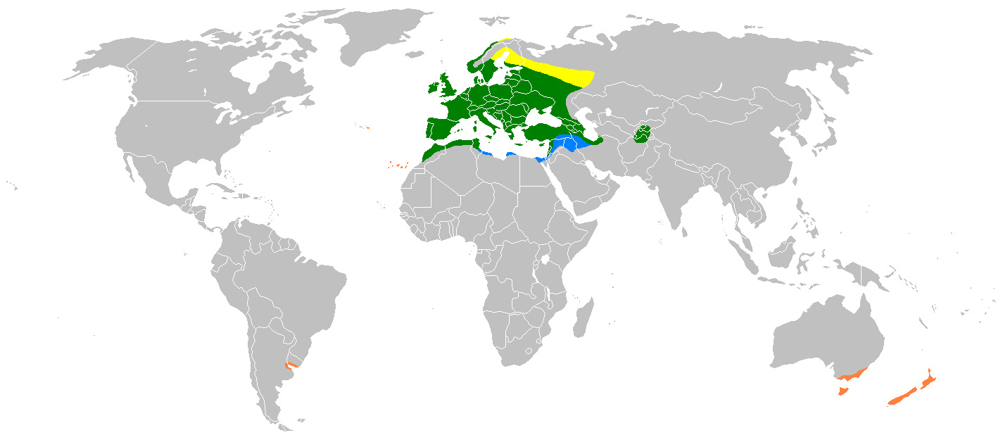 Photo: European greenfinch - occurrence