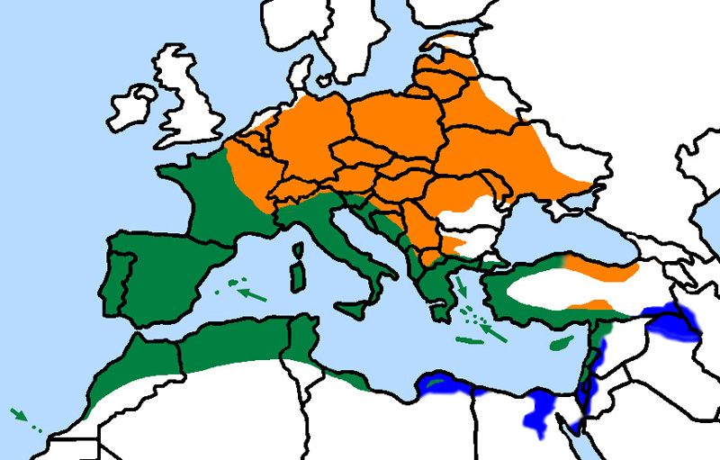 Photo: European serin - occurrence