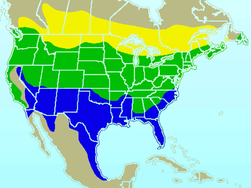 Photo: American goldfinch - occurrence