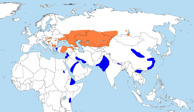 Photo: Eastern imperial eagle - occurrence