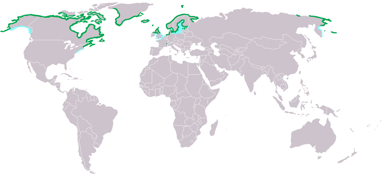 Photo: Common eider - occurrence