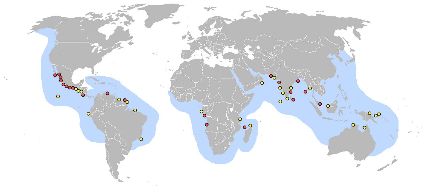 Photo: Olive ridley sea turtle - occurrence